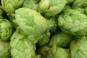 The_Hoppy_Brewer_Simcoe